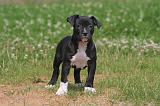 AMSTAFF  PUPPIES 253